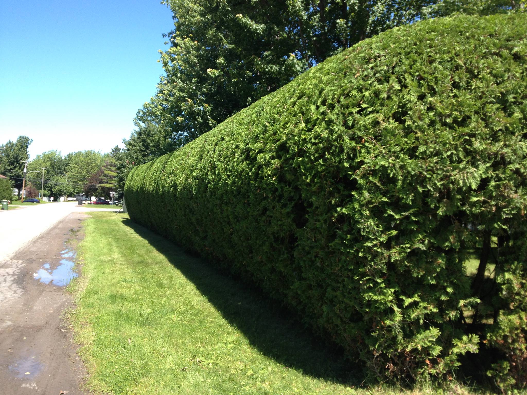 Taille de haies de cèdres